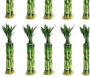 150 Stalks (15 Bundles) of 6 Inches Straight Lucky Bamboo