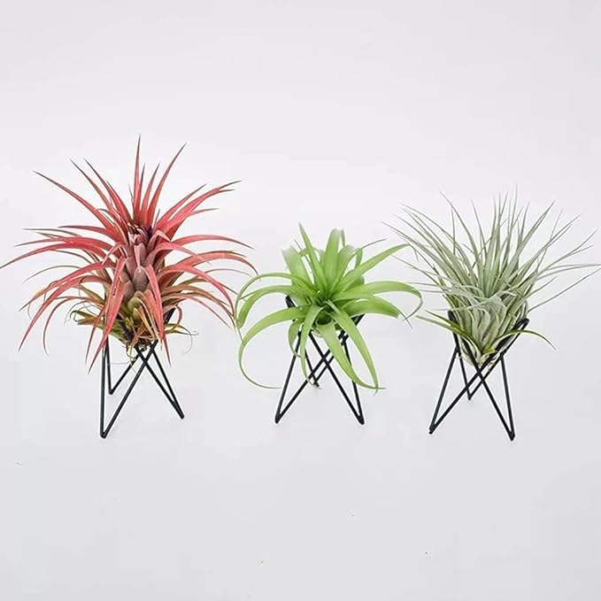 BWESOO White Air Plant Holder Metal Flower Stand Geometric Iron Tillandsia Holder Plant Stands Art Display Home Garden Ornaments Tillandsia Holder