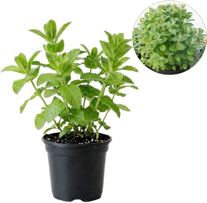 Apple Mint Plants Live, Mint Plants for Inside and Home Décor, 3-Inch Potted Fresh Herb for Kitchen Gardens and Indoor Outdoor Growing