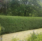 5 Privet Shrubs/Bushes - 18-24" Tall Seedlings - Live Plants - Privacy Hedges - Ligustrum