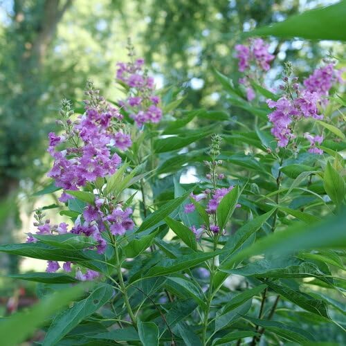 El Niño® Desert Orchid- Chitalpa- Proven Winners - 4" Pot