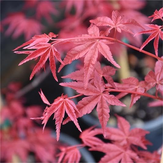 30pcs Red Japanese Maple Tree Seeds (Acer Palmatum Atropurpureum) - Vibrant Garden Beauty