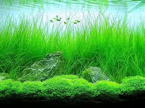 Freshwater Aquarium Decor, Easy Growing Dwarf Carpet for Fish Tank/Terrarium, Natural Aquatic Plant Growth Material – 1 Pack (Long Hair)