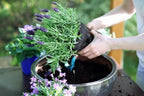 Gardenera Organic Lavender Soil Blend - Enhance The Beauty and Aroma of Your Garden - 20 QUARTS