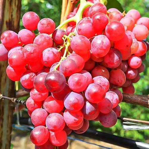 Vanessa Seedless Red Table Grape Vine, Live Fruit Plant, 2.5 Qt Potted, Garden Ready