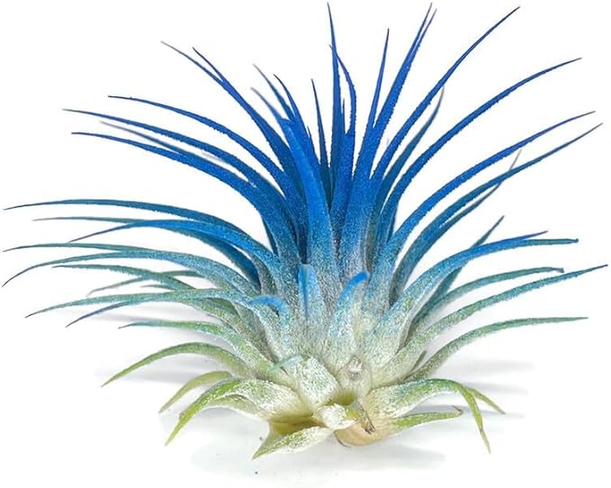 Rainbow Tillandsia Air Plant, Tillandsia Air Plant, Airplant, Air Purification, House Plant, Home Decor & Gift, Live Plant, Healthy Arrival Guarantee (Bright Blue)