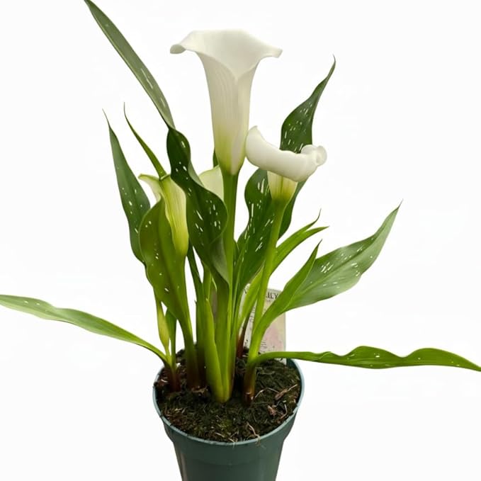 Live Indoor Flowering Houseplants, White Calla Lily in 6" Grower Pot, Easy Care Houseplants, Live Plants for Home and Office Decor