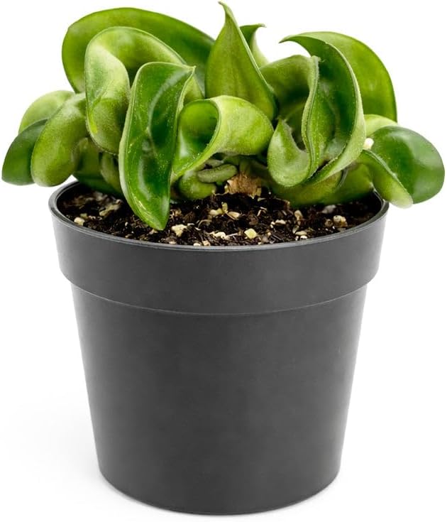 Hoya Rope Plant (4 inch) - Pet-Friendly Houseplants - Attractive Indoor Plants, Easy to Grow, Pet Safe Plants for Cats & Dogs, Ideal for Home Decor, Office & Gift