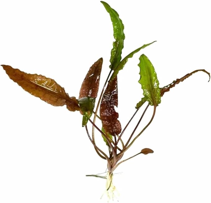 Live Aquarium Plants Bundle - Assorted Freshwater Plants - Low | Medium | High Light