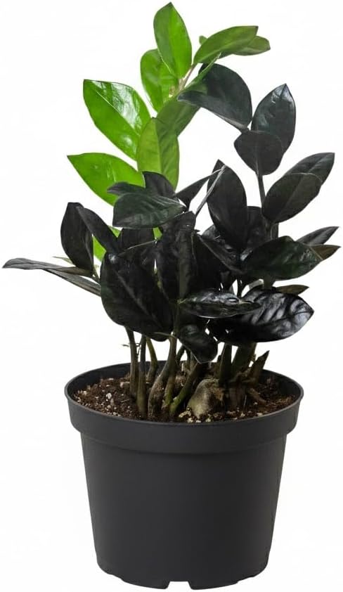 ZZ Zamioculcas 'Black Queen' (6" Grower Pot) - Low Light and Healthy Houseplant - Easy to Care Indoor Plants - Live Healthy Houseplant for Home Office Decoration