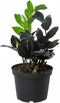 ZZ Zamioculcas 'Black Queen' (6" Grower Pot) - Low Light and Healthy Houseplant - Easy to Care Indoor Plants - Live Healthy Houseplant for Home Office Decoration