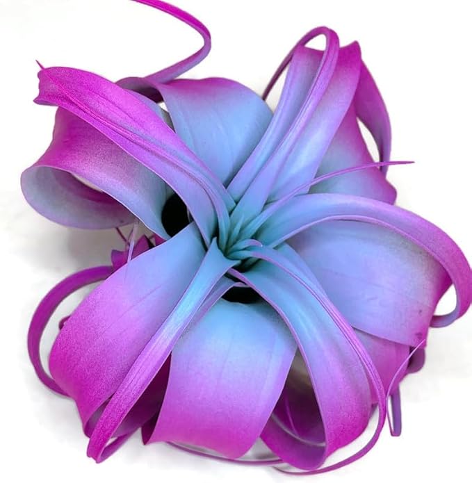 XL Xerographica Colored Air Plant, Live Tillandsia House Plant, Easy Care Indoor Outdoor, Great Gift, Healthy Arrival Guaranteed (Rainbow)