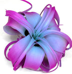 XL Xerographica Colored Air Plant, Live Tillandsia House Plant, Easy Care Indoor Outdoor, Great Gift, Healthy Arrival Guaranteed (Rainbow)
