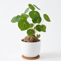 Stephania Plant Live in 2 – 2.5" Inch Pot | Compact Stephania Erecta Bulb Trees | Simple-Care Indoor Houseplant | Decorative Indoor Tree for Homes, Desks Spaces