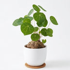 Stephania Plant Live in 2 – 2.5" Inch Pot | Compact Stephania Erecta Bulb Trees | Simple-Care Indoor Houseplant | Decorative Indoor Tree for Homes, Desks Spaces