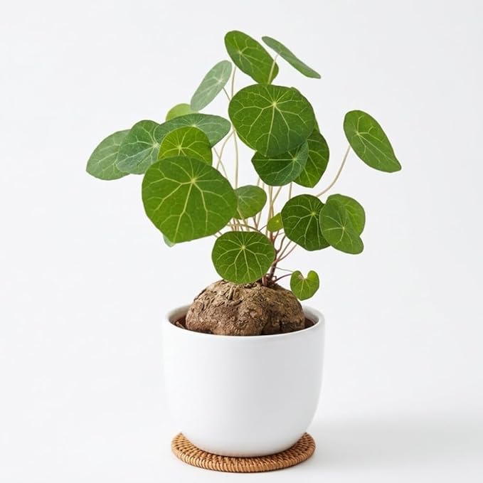 Stephania Plant Live in 2 – 2.5" Inch Pot | Compact Stephania Erecta Bulb Trees | Simple-Care Indoor Houseplant | Decorative Indoor Tree for Homes, Desks Spaces