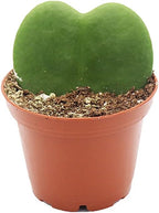 Hoya Kerrii Single Leaf - 3" from California Tropicals