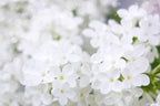White Lilac Seeds for Planting | 30 Seeds | Highly Prized for Bonsai, Fragrant White Flowers
