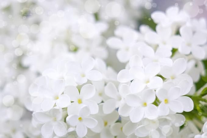 White Lilac Seeds for Planting | 30 Seeds | Highly Prized for Bonsai, Fragrant White Flowers