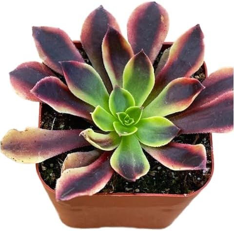 Succulents Plants Live 2" Aeonium Superbang, Live Mini Succulent Plants, Easy Care House Plants Rooted in Succulent Soil Mix, by The Succulent Cult
