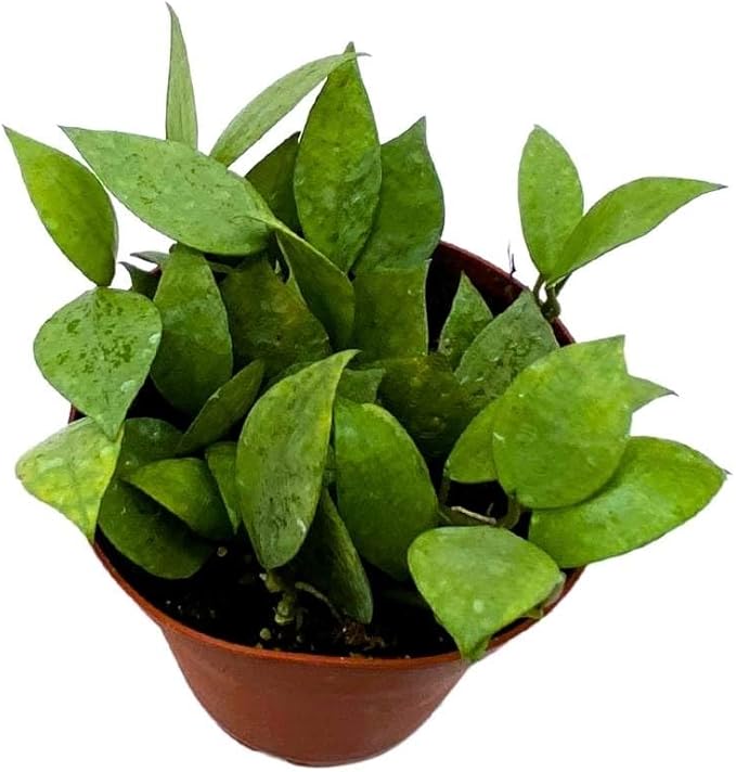 BubbleBlooms Hoya Krohniana Eskimo Super Silver, 4 inch Rare Exotic Indoor House Wax Plant