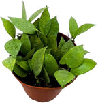 BubbleBlooms Hoya Krohniana Eskimo Super Silver, 4 inch Rare Exotic Indoor House Wax Plant