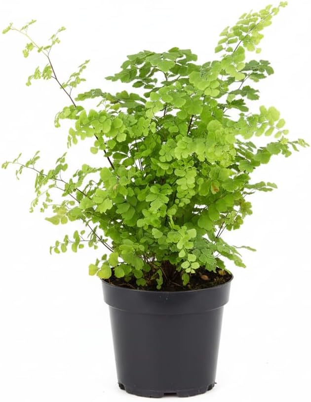 Maidenhair Fern (4 inch) - Air-Purifying Houseplants - 4/6 inch Unique Live Decorative Houseplants - Low-Maintenance Indoor Plants, House Warming Gift, Natural Air Purifier