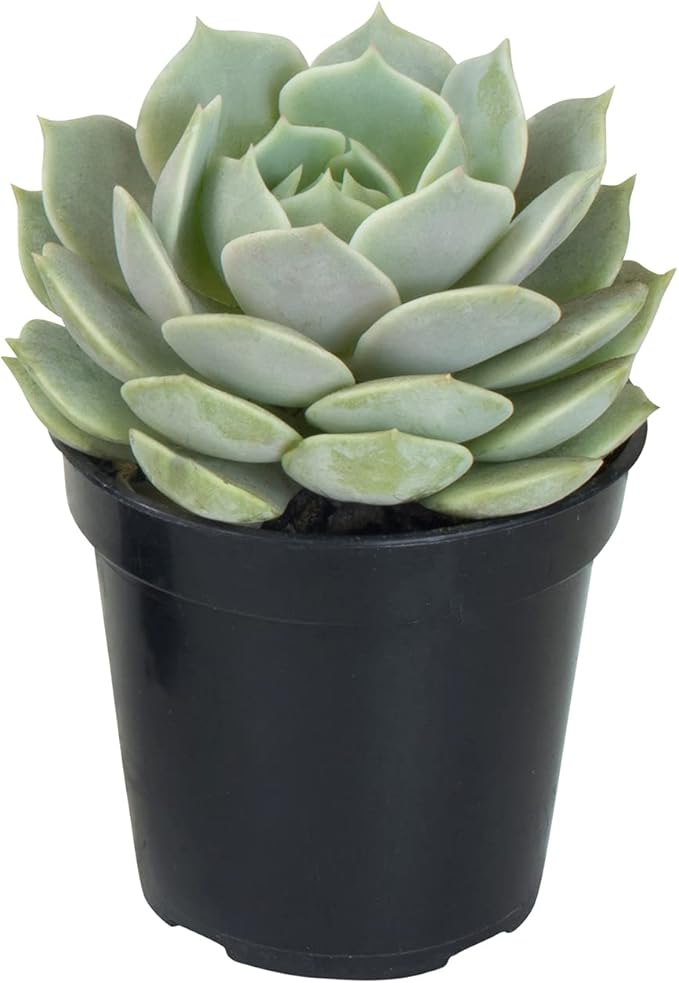 Altman Plants, Lola Echeveria Succulent Plants Live Succulents Plants Live with Pot, Live Indoor Plants Live Houseplants Live Indoor House Plants Indoors Live Plants Outdoor Plants Live Outdoor Plants