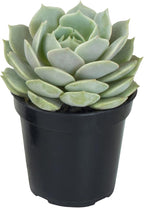 Altman Plants, Lola Echeveria Succulent Plants Live Succulents Plants Live with Pot, Live Indoor Plants Live Houseplants Live Indoor House Plants Indoors Live Plants Outdoor Plants Live Outdoor Plants