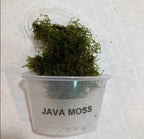 Java Moss Live Plant (Vesicularia dubyana) 4 oz Cup