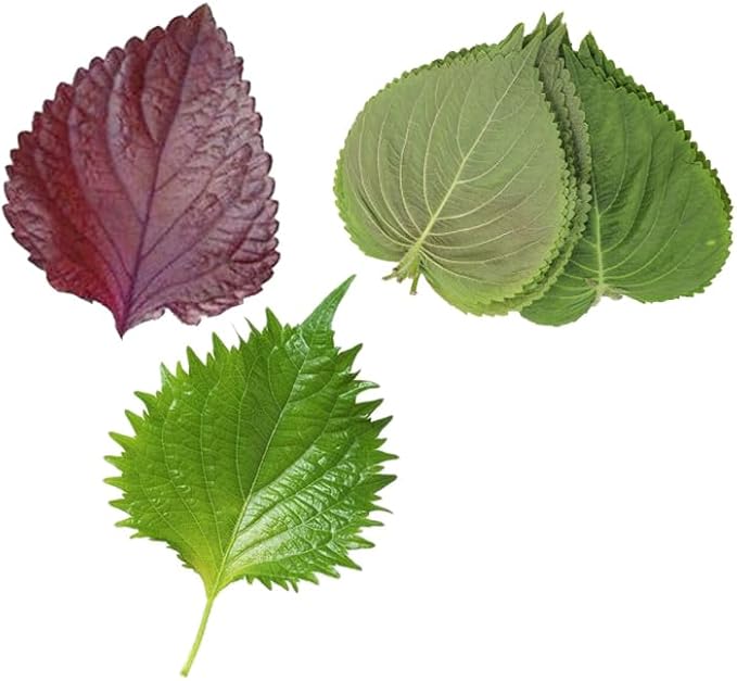 HipGirl Ultimate Triple Shiso Seed Bundle: Green Perilla, Red/Purple Shiso, & Japanese Shiso Seeds 200ct Each | Non-GMO Heirloom Seeds for Authentic Asian Culinary Gardens & Hydroponics