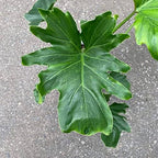 Philodendron Variety Pack - 5 Live Plants in 2 Inch Pots - Grower's Choice of Rare and Elegant Indoor Houseplants