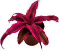 BubbleBlooms Cryptanthus Bivittatus in a 2 inch Pot, Tiny Mini Pixie Plant, Bright Pink