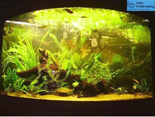 40+ Giant Duckweed (Spirodela polyrhiza) Live Floating Plants for Aquarium or Pond