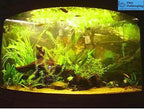 40+ Giant Duckweed (Spirodela polyrhiza) Live Floating Plants for Aquarium or Pond