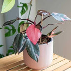 Princess Philodendron Live Plant, Rare Variegated Houseplant 5-8 Inch Tall, Indoor Live Plant for Home or Office Decor, No Pot (Pink Philodendron)