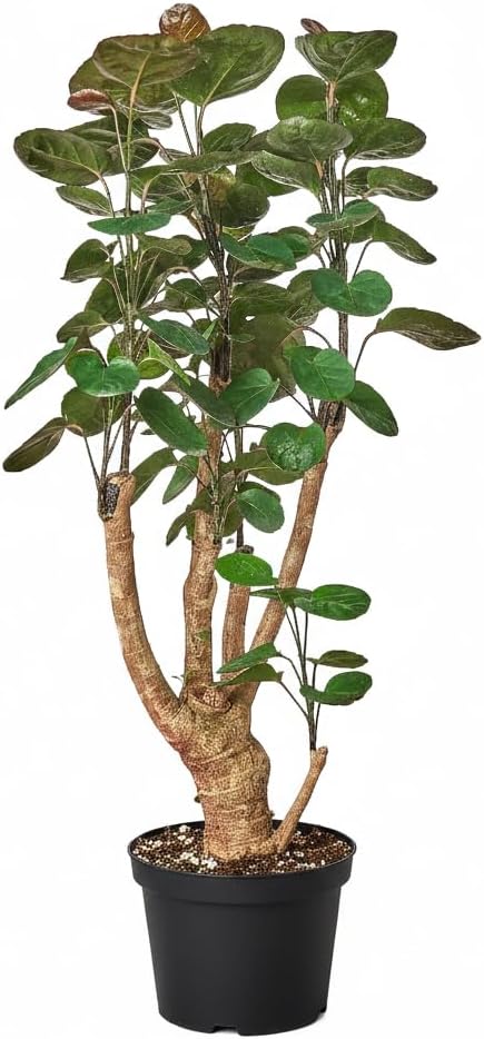 Aralia Fabian Stump 'Polyscias Scutellaria' (6 inch) - Lucky Houseplants - 4/6 inch Unique Live Decorative Houseplants - Easy to Care Indoor Plants, Perfect for Office, Home & Feng Shui Decor