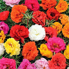 Purslane Double Flower Mix Terry Portulaca Grandiflora Seed Mix 500+ Seeds for Growing Flower Garden