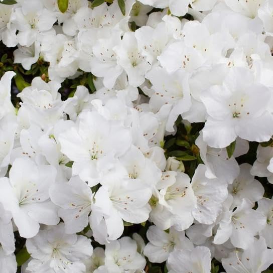 RedCrocus Girard's Pleasant White Azalea- Evergreen Shrub for Borders & Containers, Fragrant Spring Blooms, Deer-Resistant, Pet Safe, Well-Drained Acidic Soil, Compact & Shade Tolerant 3 G