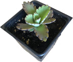 Organic Mother of Millions Plant (Kalanchoe laetvirens) Live Plant in 2.5 inch Pot | Amazing Succulent Easy-to-Grow by Smoke Camp Crafts