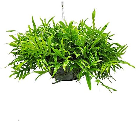 Tropical Plants of Florida Kangaroo Fern Hanging Basket 12 Inch Live Fern Plant, 20 Inch Tall by 20 Inch Wide, Lush Green Indoor Outdoor Shade Plant