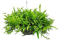 Tropical Plants of Florida Kangaroo Fern Hanging Basket 12 Inch Live Fern Plant, 20 Inch Tall by 20 Inch Wide, Lush Green Indoor Outdoor Shade Plant