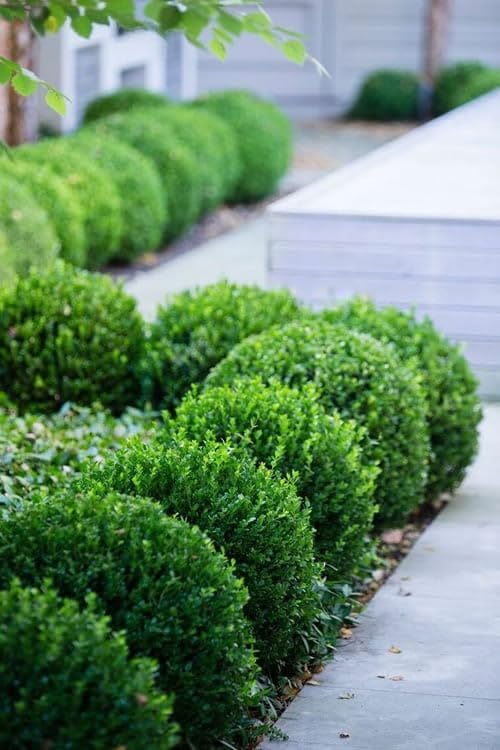 Little Missy Dwarf Boxwood (Buxus) - Live Plant - (1 QT)