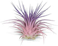 Rainbow Tillandsia Air Plant, Tillandsia Air Plant, Airplant, Air Purification, House Plant, Home Decor & Gift, Live Plant, Healthy Arrival Guarantee (Light Pink/Purple)