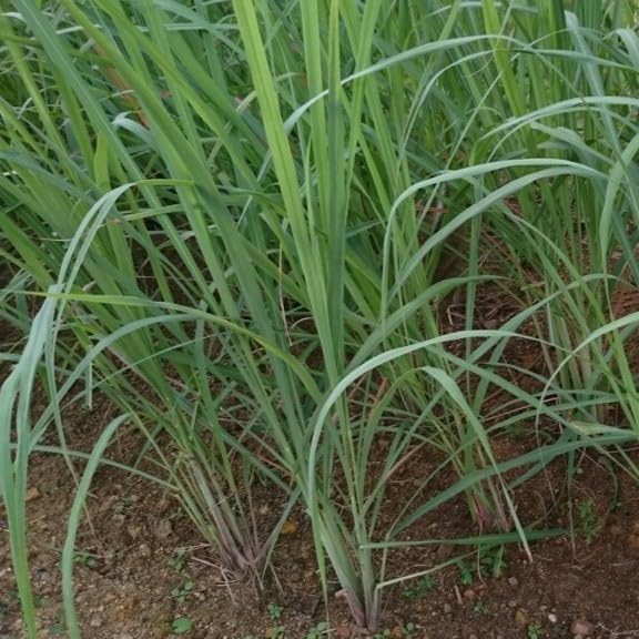 Lemongrass 4 Live Plants Each 8-12" Tall fully rooted
