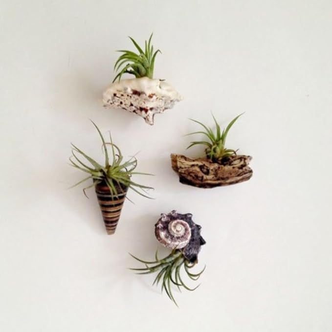 Tillandsia Air Plants, Pack 12 Live Indoor Air Plants, Low Light Tillandsia Houseplants for Terrariums and Decorative Displays