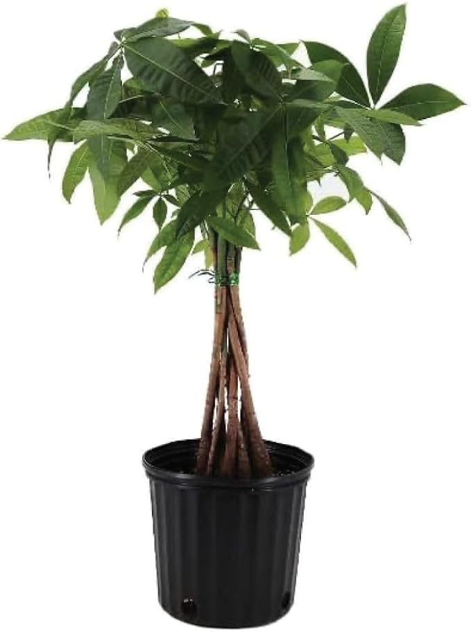 American Plant Exchange Money Tree – 10-Inch Pot, Live Bonsai Houseplant, Easy Care Indoor Plant for Home, Office, or Garden Decor