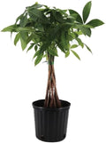 American Plant Exchange Money Tree – 10-Inch Pot, Live Bonsai Houseplant, Easy Care Indoor Plant for Home, Office, or Garden Decor