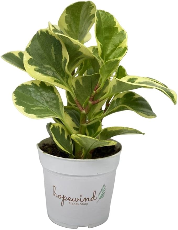 Variegated Baby Rubber Plant, Live Indoor Plant, 4 inch Pot - Hopewind Plants Shop