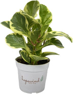Variegated Baby Rubber Plant, Live Indoor Plant, 4 inch Pot - Hopewind Plants Shop
